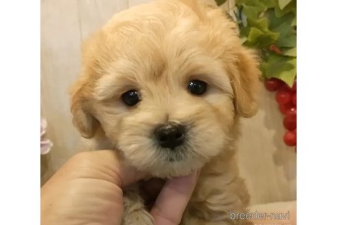成約済の愛知県のマルプー:マルチーズ×トイプードル-327884の4枚目