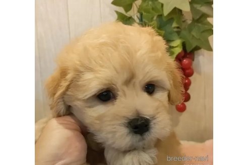 成約済の愛知県のマルプー:マルチーズ×トイプードル-327884の3枚目