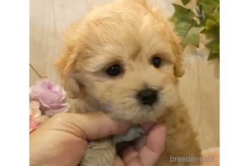 成約済の愛知県のマルプー:マルチーズ×トイプードル-327884の2枚目
