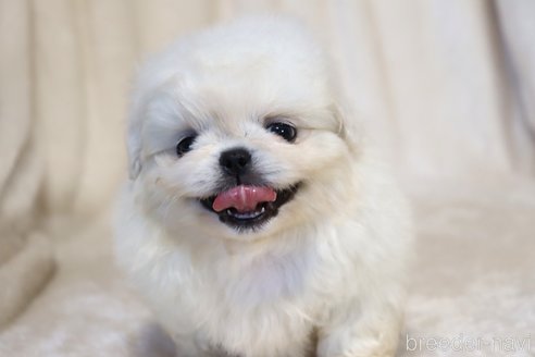 成約済の滋賀県のペキニーズ-325609の6枚目