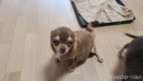ヒメちゃん1枚目