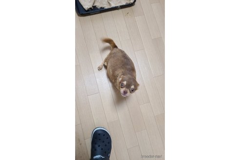 ヒメちゃん1枚目