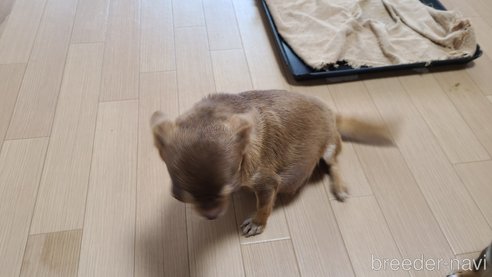 ヒメちゃん1枚目