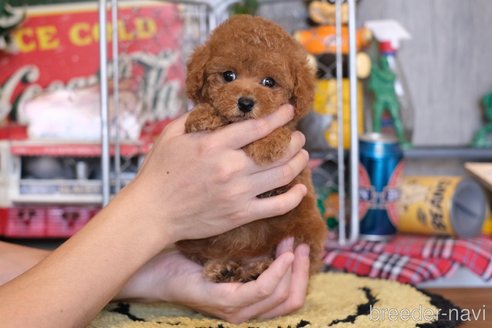 成約済の群馬県のタイニープードル-329341の4枚目