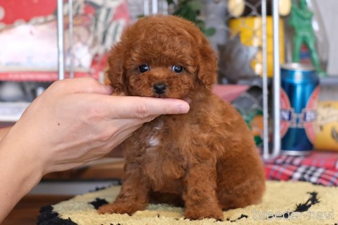 成約済の群馬県のティーカッププードル-329342の3枚目