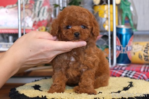 成約済の群馬県のティーカッププードル-329342の4枚目