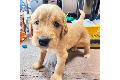 成約済の東京都のミックス犬-324999の2枚目