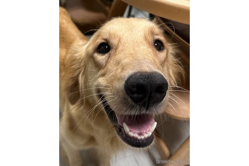 ラナちゃん1枚目