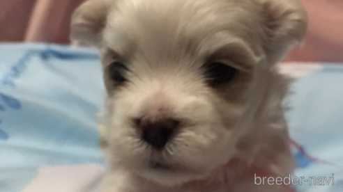 成約済の埼玉県のマルチーズ-329348