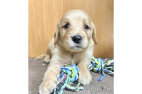 成約済の東京都のミックス犬-325000の3枚目