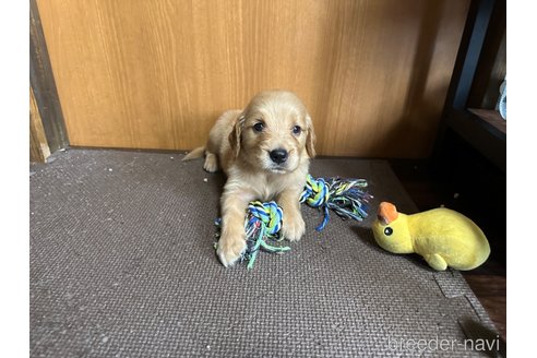 成約済の東京都のミックス犬-325000の4枚目