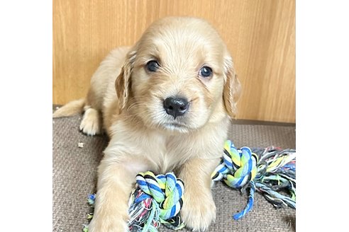成約済の東京都のミックス犬-325714の2枚目