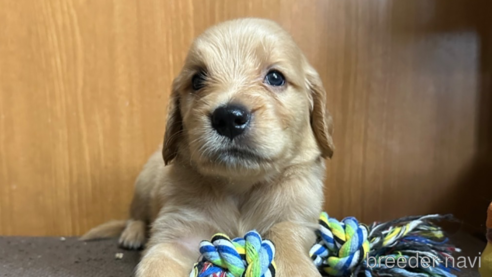 成約済の東京都のミックス犬-329349の2枚目