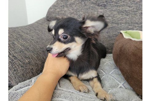 成約済の神奈川県のチワックス:チワワ×ミニチュアダックスフンド-310282の11枚目