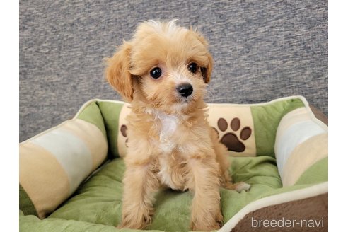 成約済の神奈川県のミックス犬-322011の1枚目