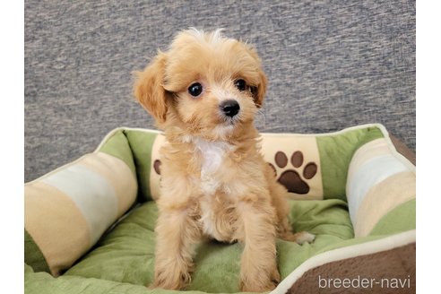 成約済の神奈川県のミックス犬-322011の6枚目