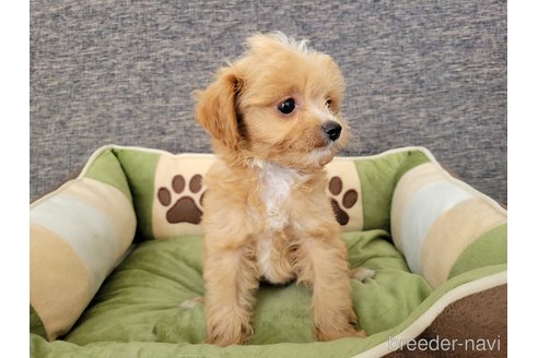 成約済の神奈川県のミックス犬-322011の4枚目