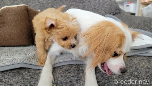 成約済の神奈川県のミックス犬-322011の3枚目