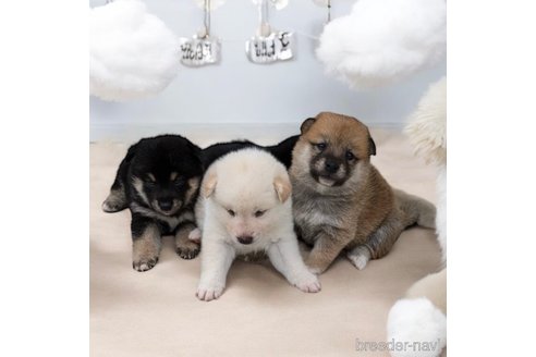 成約済の北海道の柴犬-327708の2枚目