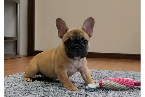 成約済の埼玉県のフレンチブルドッグ-321769の1枚目