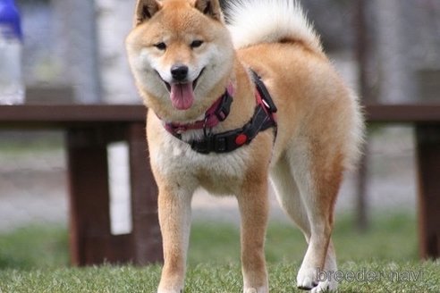 るなちゃん1枚目