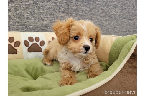 成約済の神奈川県のミックス犬-322009の5枚目