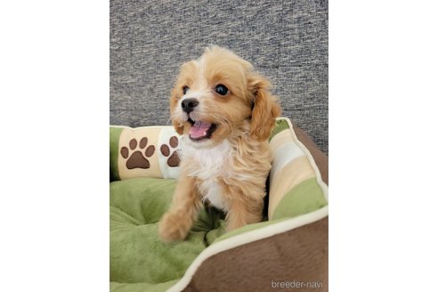 成約済の神奈川県のミックス犬-322009の1枚目