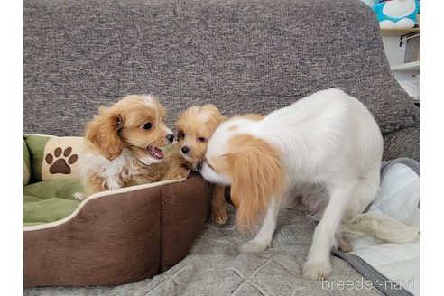 成約済の神奈川県のミックス犬-322009の3枚目