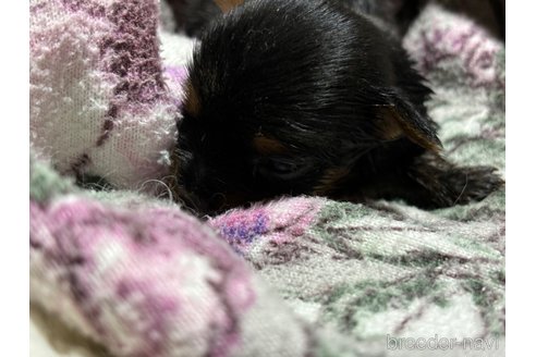 成約済の千葉県のヨークシャーテリア-329352の6枚目
