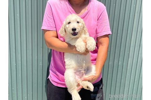 成約済の岐阜県のゴールデンドゥードル:ゴールデンレトリーバー×プードル-329258の2枚目
