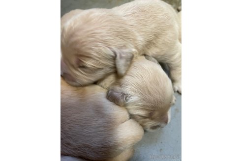 成約済の栃木県のゴールデンレトリーバー-329373の6枚目