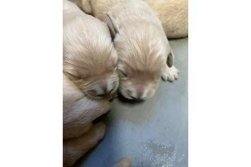 成約済の栃木県のゴールデンレトリーバー-329374の9枚目