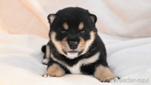 成約済の岡山県の豆柴-329380の1枚目