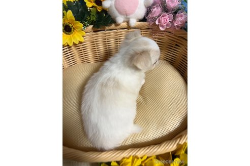 成約済の福岡県のチワワ(ロングコート)-329388の5枚目