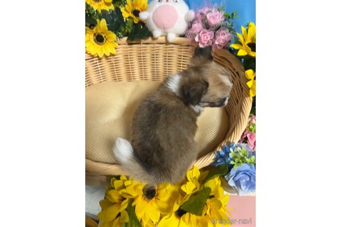 成約済の福岡県のチワワ(ロングコート)-329390の4枚目