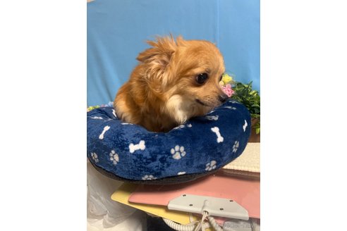 チャコちゃん1枚目