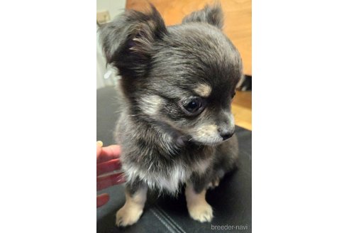 成約済の滋賀県のチワワ(ロングコート)-320458の13枚目