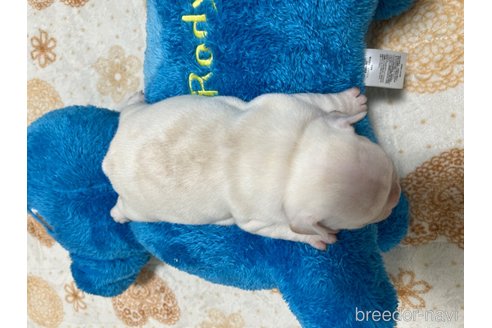 成約済の茨城県のフレンチブルドッグ-328326の15枚目
