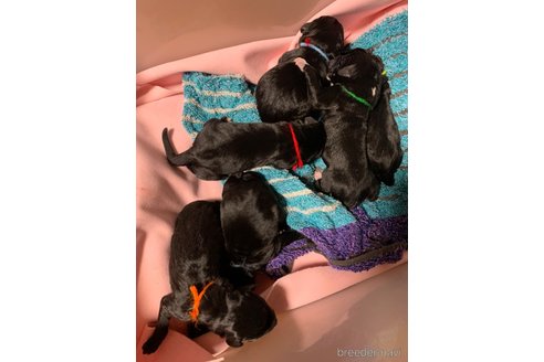 成約済の熊本県のミックス犬-329961の12枚目