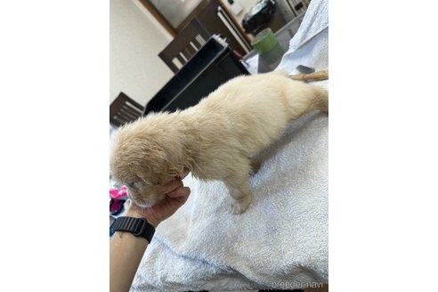 成約済の千葉県のゴールデンレトリーバー-329448の7枚目