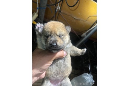 成約済の広島県の柴犬-329449の3枚目