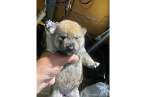 成約済の広島県の柴犬-329449の4枚目