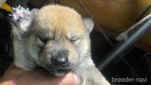 成約済の広島県の柴犬-329449の1枚目