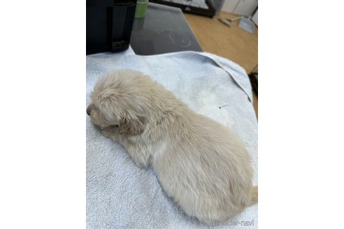 成約済の千葉県のゴールデンレトリーバー-329450の6枚目