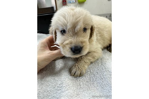 成約済の千葉県のゴールデンレトリーバー-329450の7枚目