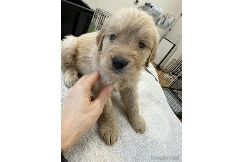 成約済の千葉県のゴールデンレトリーバー-329452の1枚目