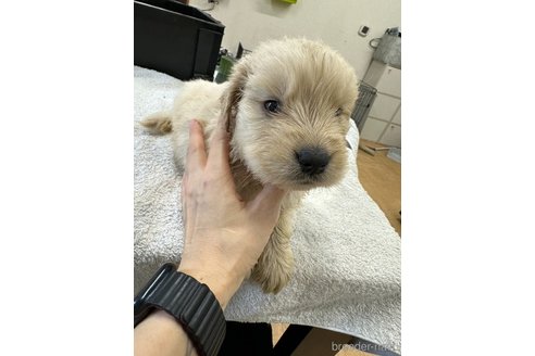 成約済の千葉県のゴールデンレトリーバー-329453の19枚目