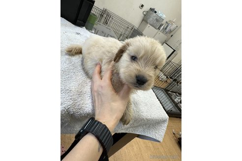 成約済の千葉県のゴールデンレトリーバー-329453の21枚目