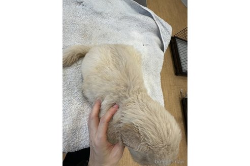 成約済の千葉県のゴールデンレトリーバー-329453の23枚目