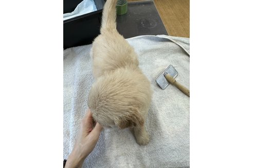 成約済の千葉県のゴールデンレトリーバー-329455の8枚目